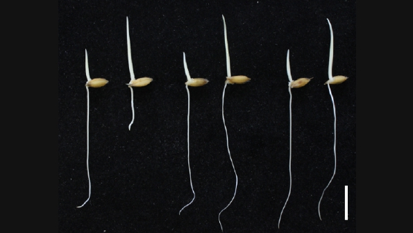 Researchers Uncover New Crosstalk Between Phytohormones Ethylene and Auxin