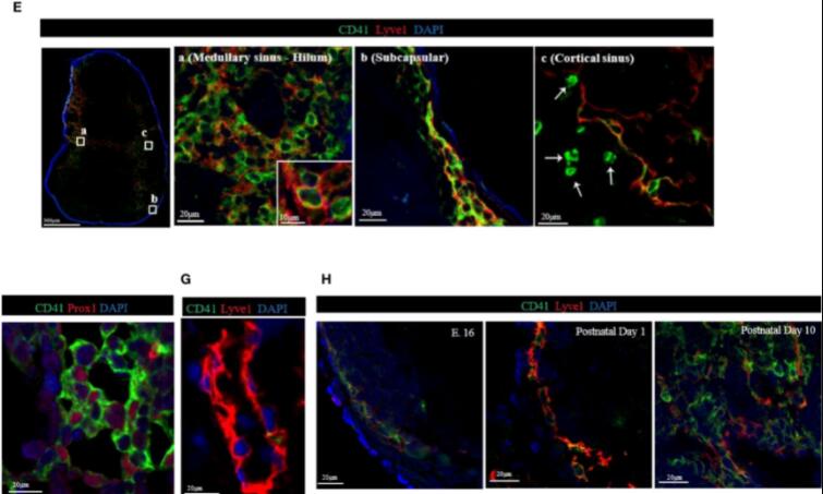 Different Stromal Cell Subsets Exhibit Different Functions, Study Says