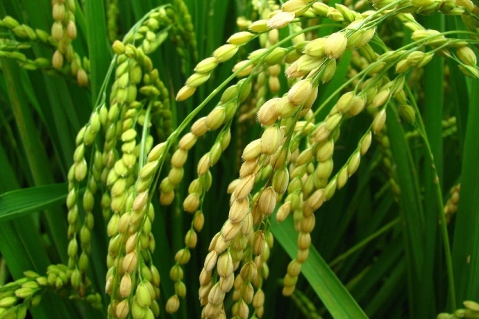 How Does OsWRKY53 Negatively Regulate Rice Cold Tolerance at Booting Stage?