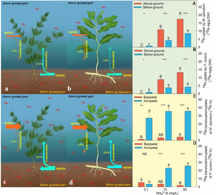 Above-ground Part is More Important for Submerged Macrophytes in Nutrient Utilization