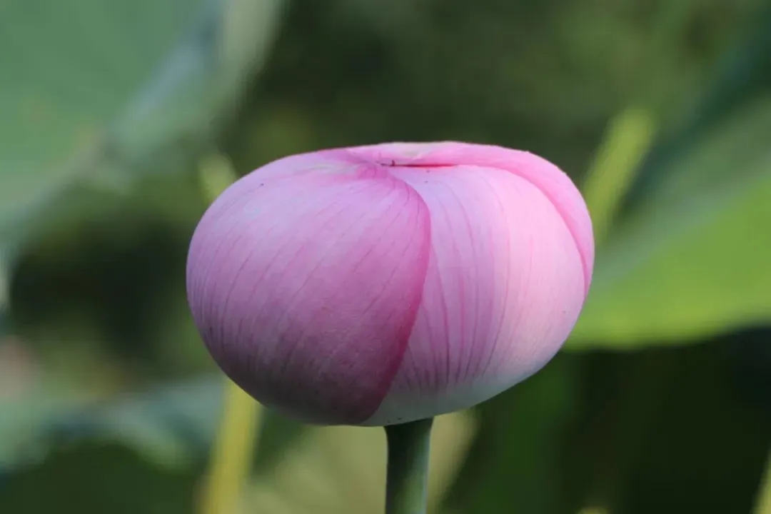 Research Characterizes NAC Transcription Factor Family in Lotus