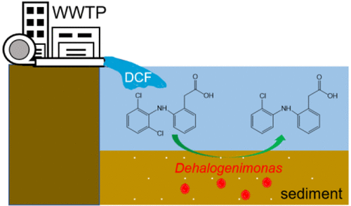 New <em>Dehalogenimonas</em> sp. Strain Is Capable of Driving Dechlorination of Diclofenac: Study