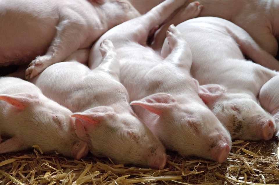 Dietary Nucleotide Offers New Insight for Sow Breeding