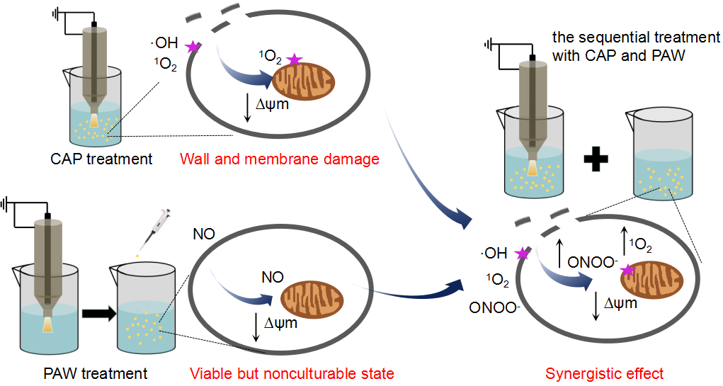 Synergistic Effect under Low Temperature Plasma Ensures Enhanced Inactivation of Fungi