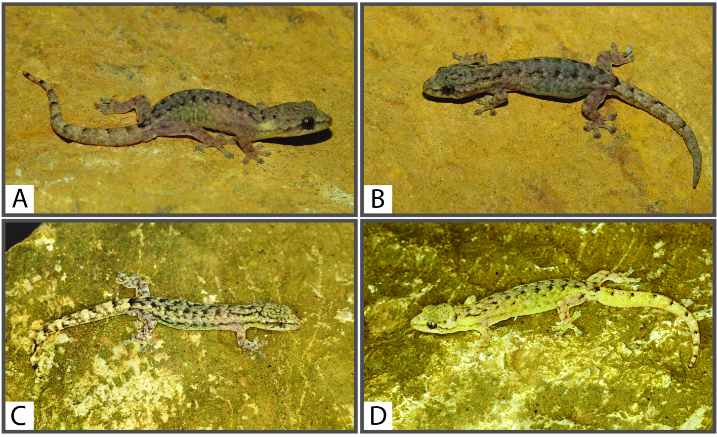 Two New Species of Slender Gecko Reported from Yunnan Karsts