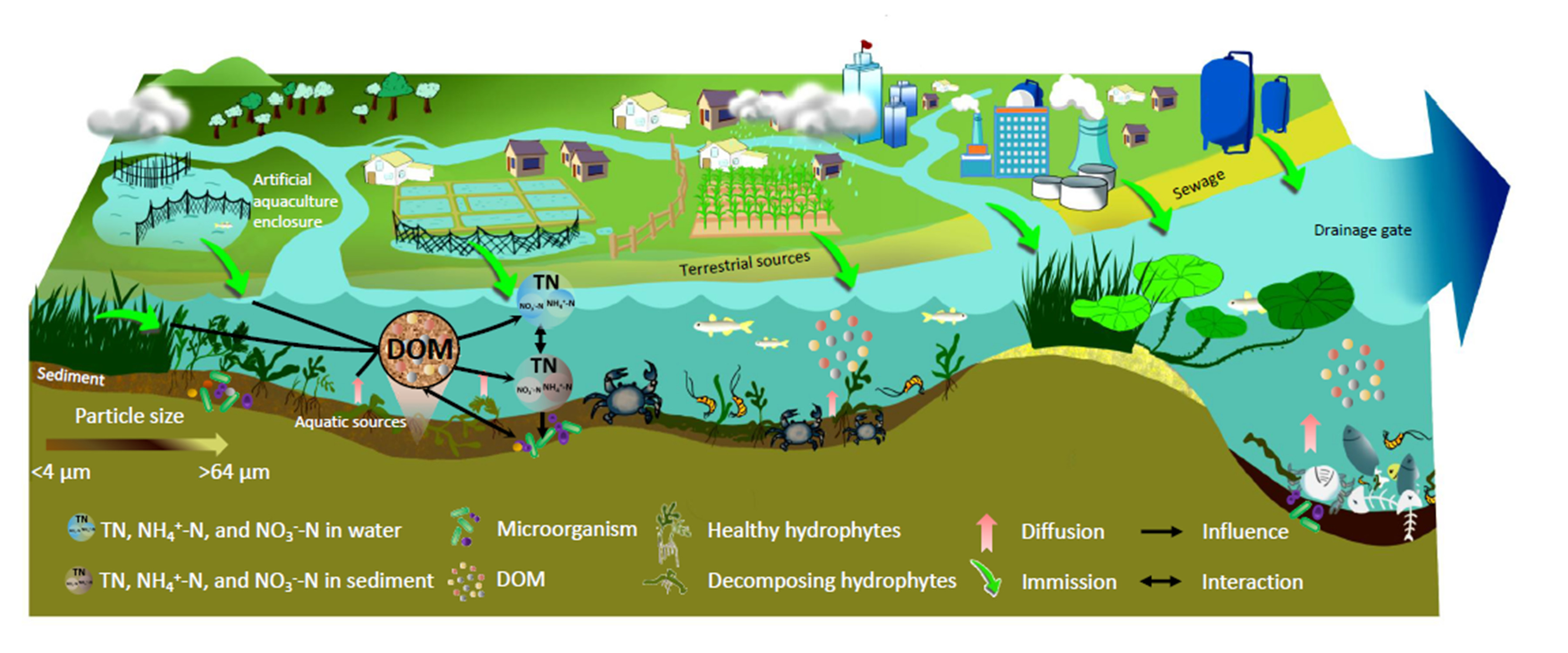 Relationship Between Spatial Distribution Characteristics of Nitrogen and Dissolved Organic Matter in Large Shallow Degenerating Lake