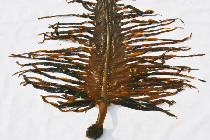 Study Identifies Genomic Region Related to Sex Determination of <i>Undaria pinnatifida</i>