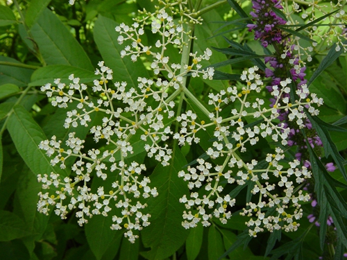 Study Examines Taxonomic Complexes within Genus <EM>Sambucus</EM>