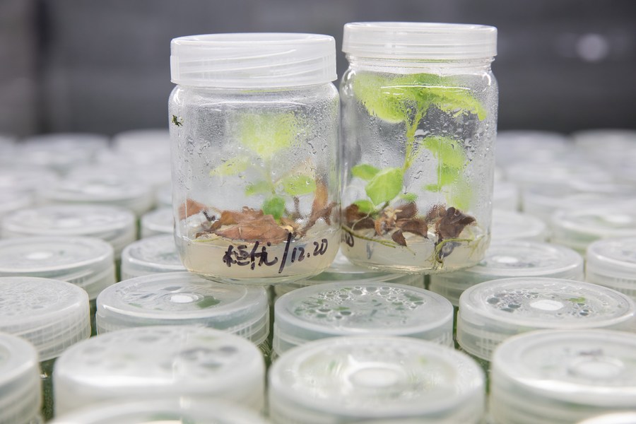 Chinese Scientists Identify Cold-resistance Mechanism of Kiwifruit