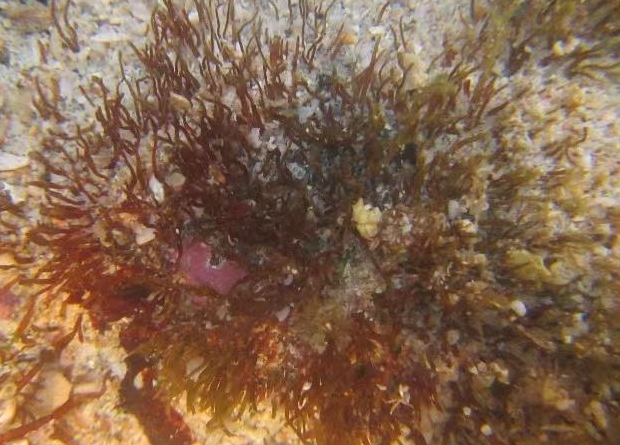 Chinese Scientists Discovered New Seaweed Species