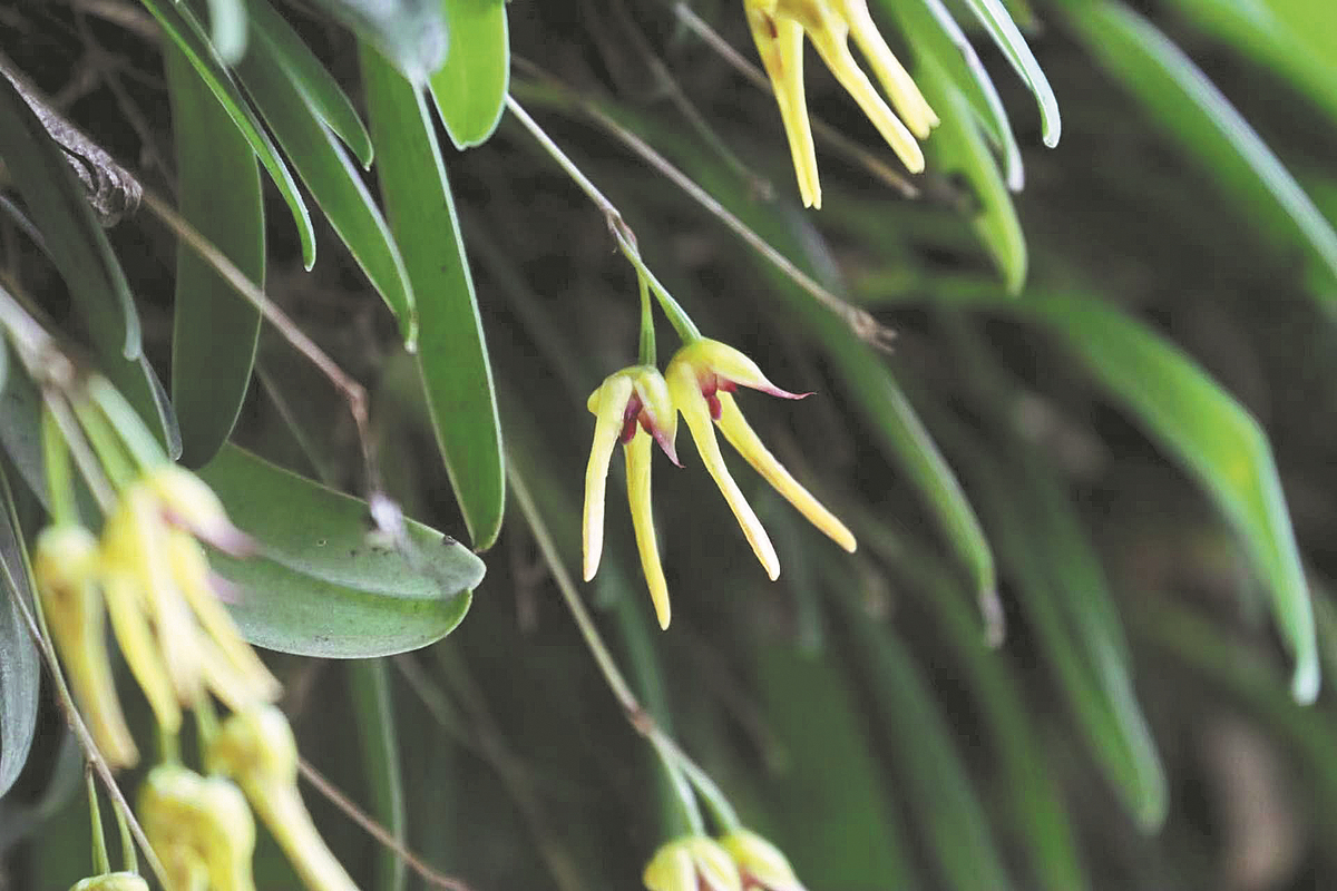 New Orchid Species Discovered in Sichuan