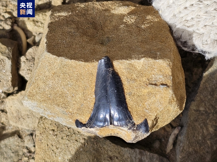 Chinese Scientists Find Shark Fossil Dating Back 220 Million Years on Mount Cho Oyu