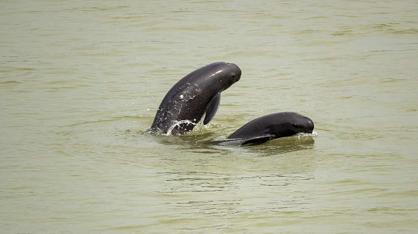 Yangtze Finless Porpoise's Adaptation to Environmental Temperature