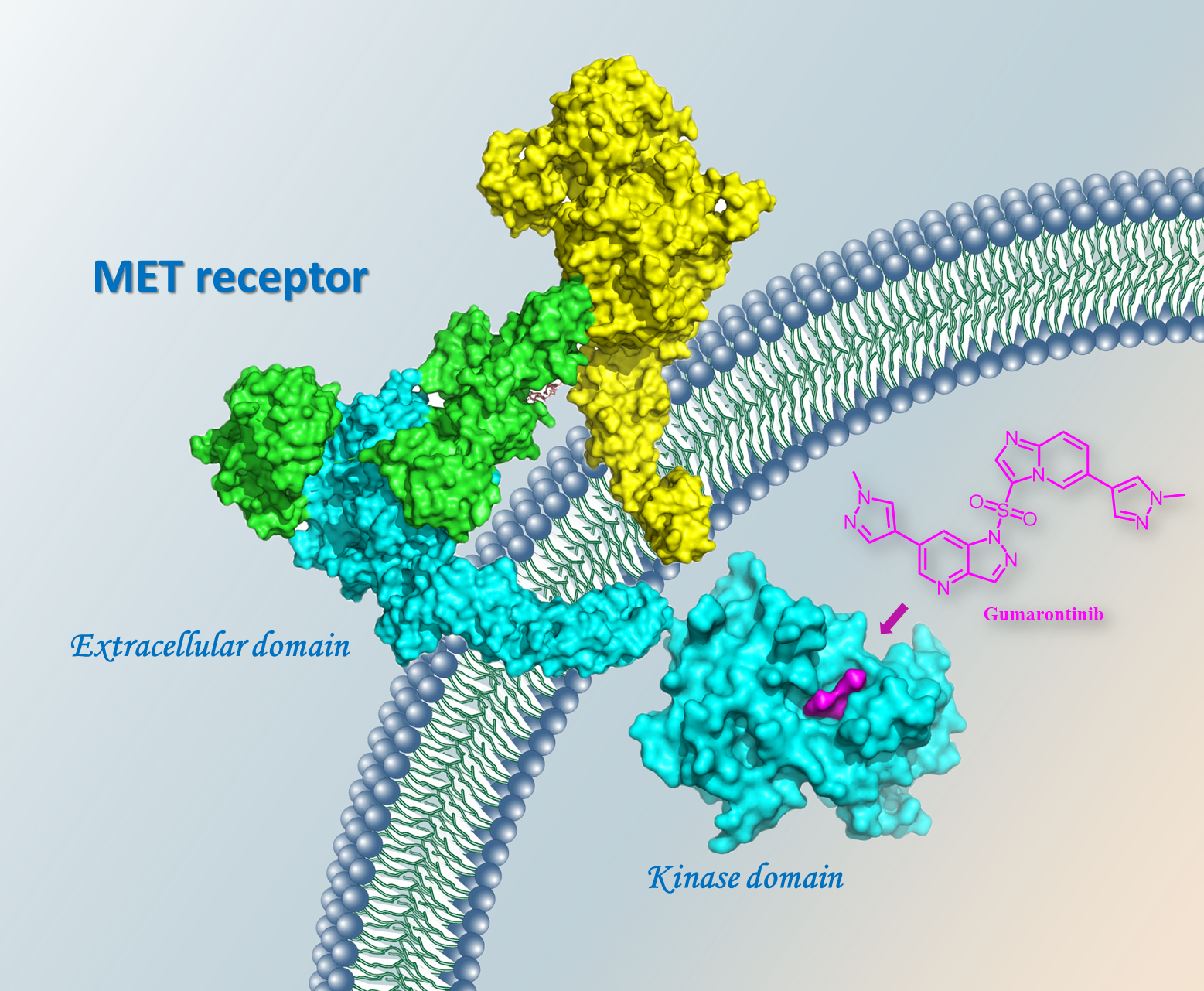 NMPA Conditionally Approves Gumarontinib for Treatment of Non-Small Cell Lung Cancer with MET Exon 14 Skipping Mutation