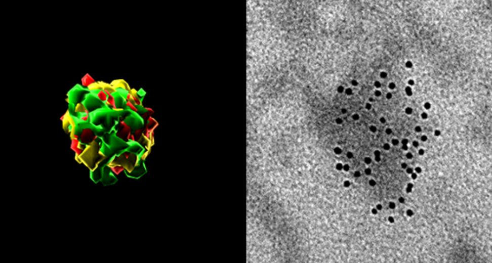 Enemies within: Endogenous Retroviruses and Programmed Aging