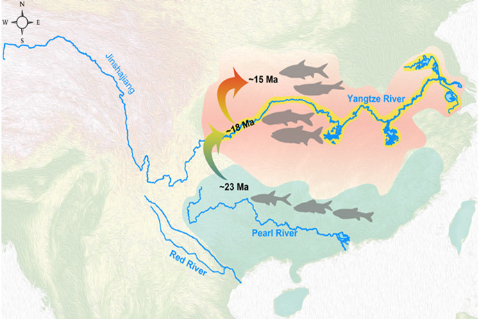 Phylogenetic and Fossil Evidence Provides New Insights into Co-evolution of Yangtze and Endemic Cyprinids