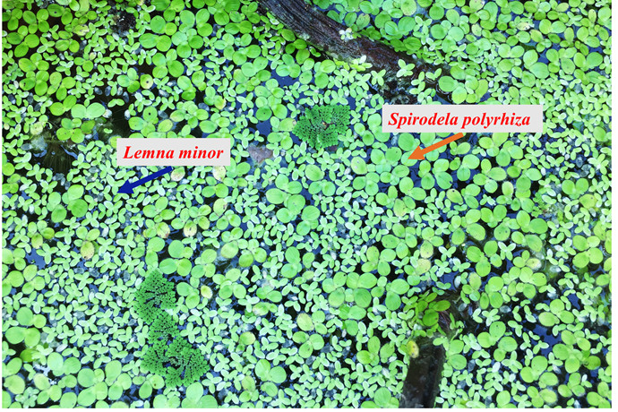 Metabolic Flexibility During Trophic Transition Reveals Phenotypic Plasticity of Greater Duckweed