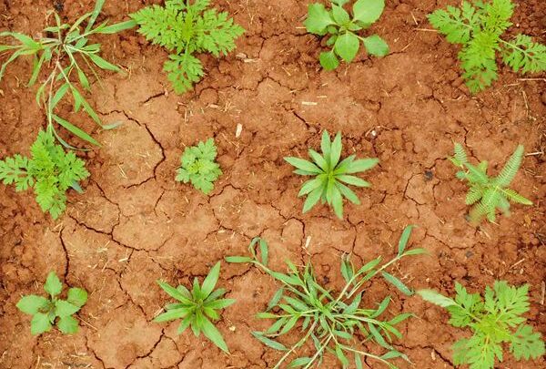 Researchers Reveal Dynamics and Potential Mechanisms of Secondary Invasion