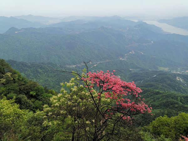 Global Ecological Restoration Does Not Enhance Genetic Diversity in Restored Plant Populations