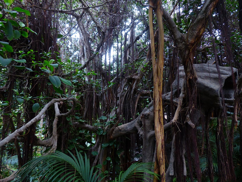 Lianas Tend to Have Large Vessel Dimorphism