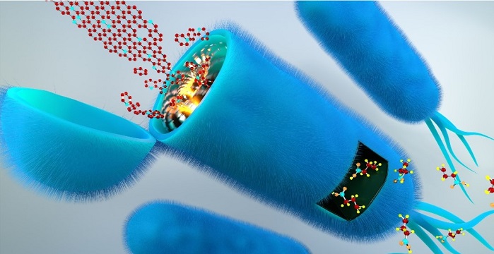 Researchers Study Gut Microbiota Fermenting Carbon Nanomaterials into Organic Metabolites by Using Stable Isotope Tracing Technique