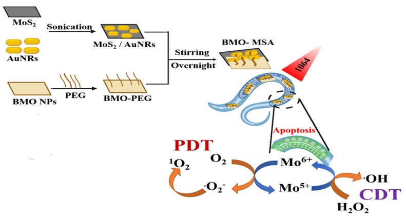Nanocomposite Developed for Near-infrared-II Light-boosted Photodynamic/Chemodynamic Therapy