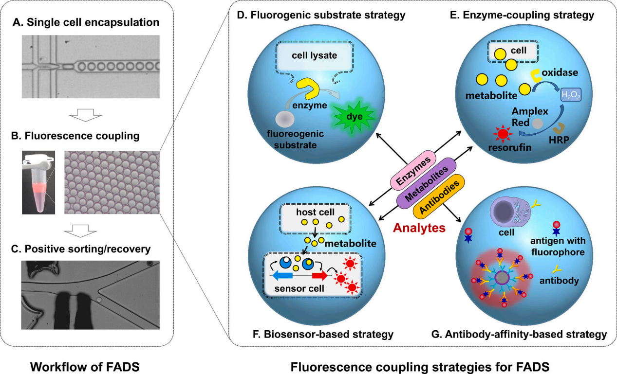 Ultra-high Throughput Droplet Microfluidic Screening Technology Provides Theoretical Basis for Application and Expansion