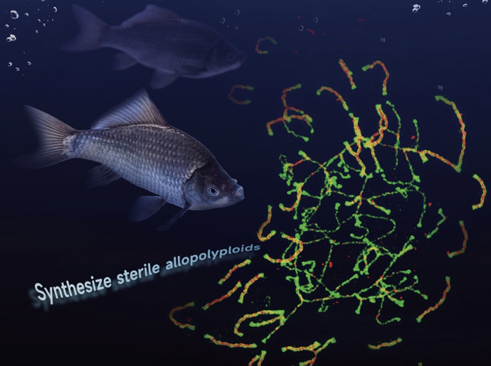 Efficient Approach to Synthesize Sterile Allopolyploids in Polyploid Carassius Complex