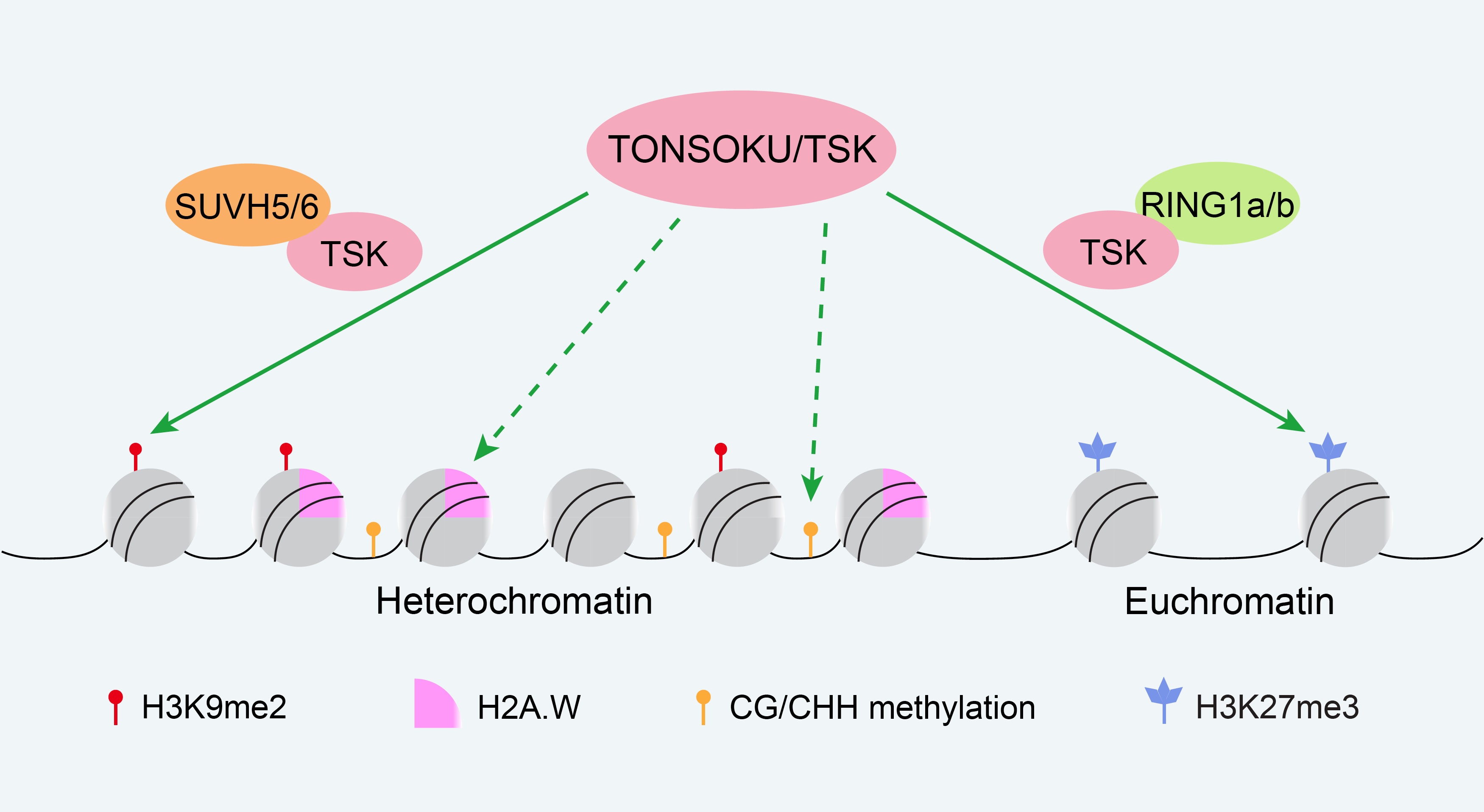 Disease-related Protein Found to Have Novel Function in Maintainging Epigenetic Modifications in Plants