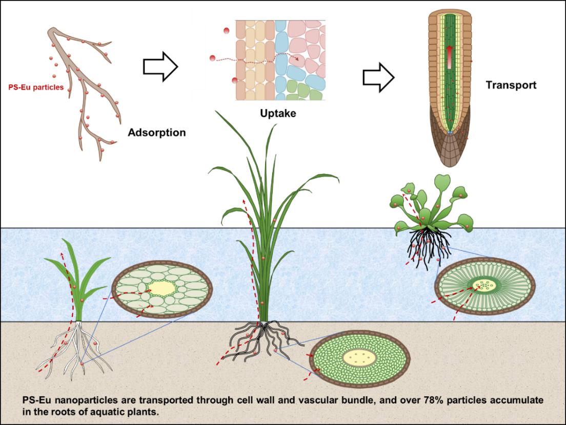 Traceability and Quantification of Micro- and Nanoplastics Reveal Phytoremediation Potential in Water
