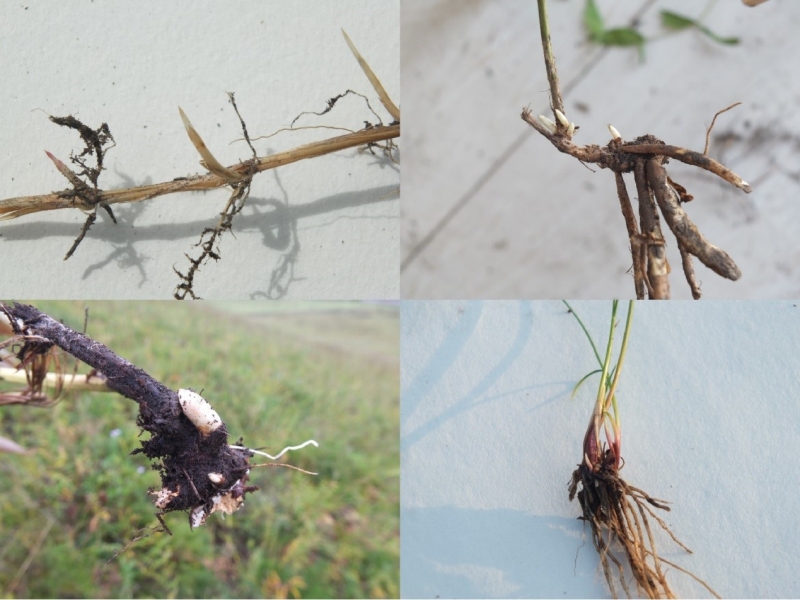 Bud Bank Confers Post-drought Recovery Across Grasslands