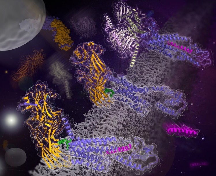 Glucagon Receptor Structures Uncover New Arrestin Interaction Mechanism