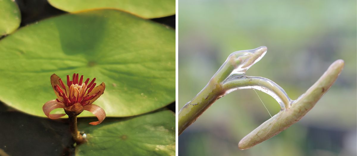 Unveiling Genome of Watershield: Researchers Explore Wonders of Plant Evolution