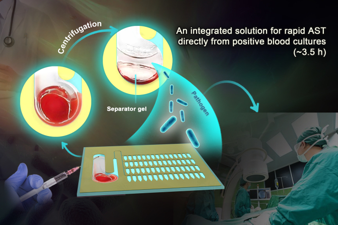 A Microfluidics Chip for Drug Sensitivity Test to Battle Bloodstream Infection