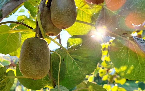 Researchers Unveil Role of Pentatricopeptide Repeat Proteins in Kiwifruits under Pathogen Stress