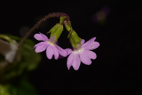 New Species of Primulaceae Family Found in Yunnan, China