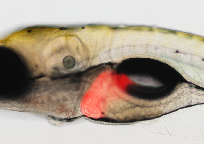 Researchers Find Evidence for Adverse Effects of DBDPE on Liver Development and Regeneration in Zebrafish