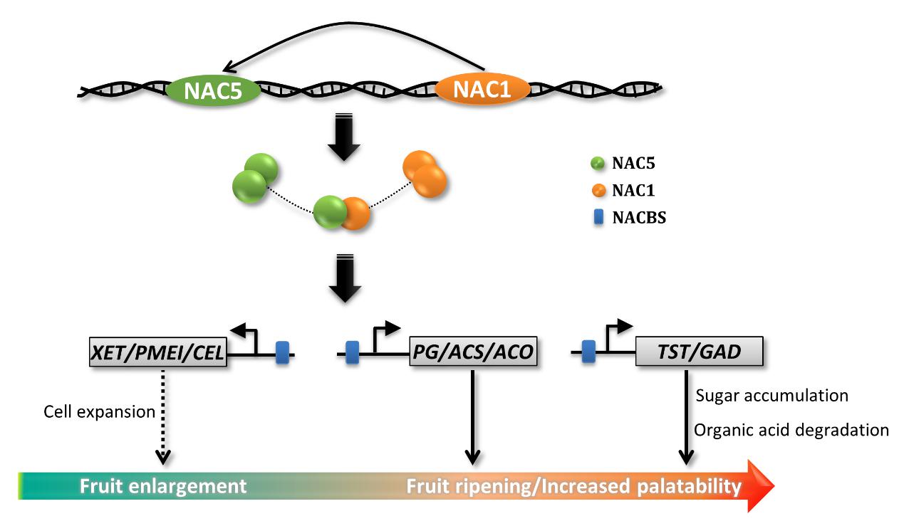 Researchers Find Two Transcription Factors Regulate Fruit Ripening and Flavor