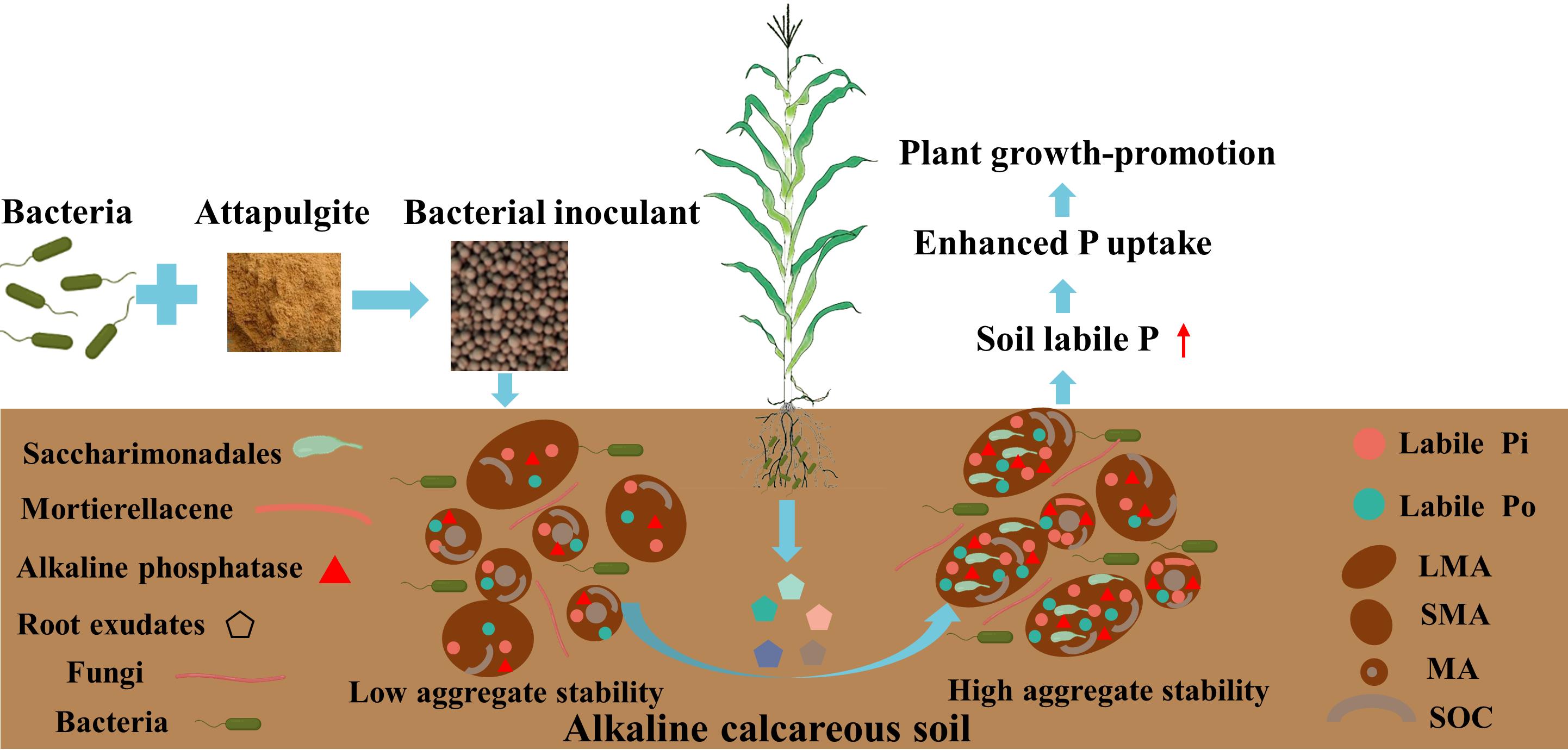 Solid Granular Bacterial Inoculant Enhances Rhizosphere Soil Phosphorus Availability to Promote Maize Growth