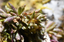 66 New Plant Taxa Discovered in 2023 in China