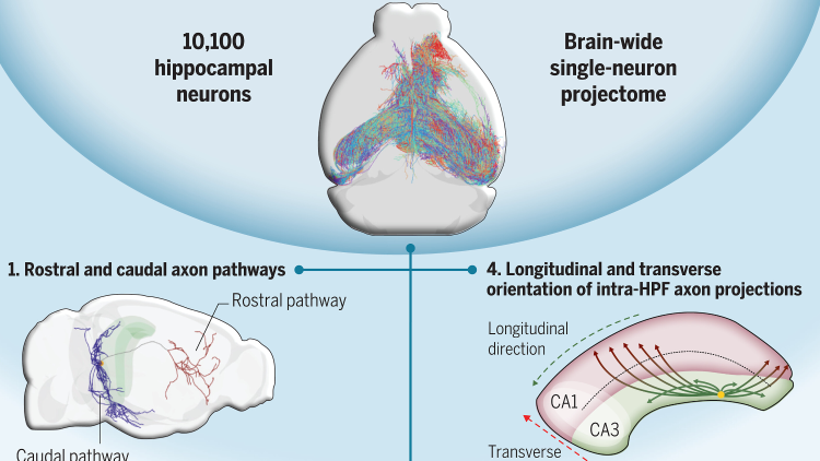 Chinese Scientists Map out Hippocampal Neurons in Mouse Brain