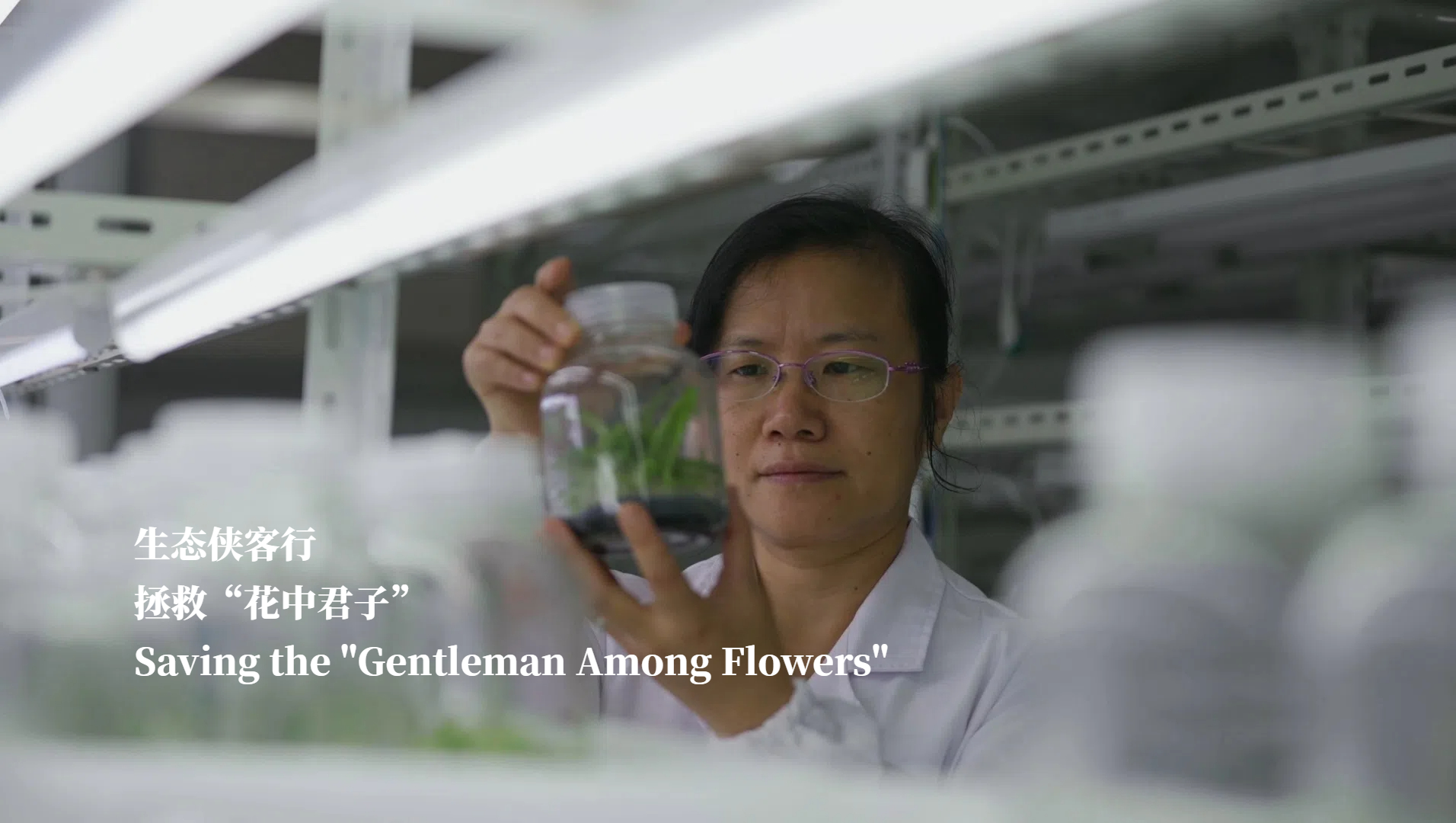 Saving the 'Gentleman Among Flowers'