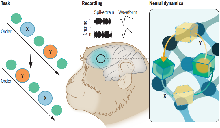 Chinese Scientists Unveil Neural Mechanisms of Sequence Sorting in Macaque Monkeys' Brain