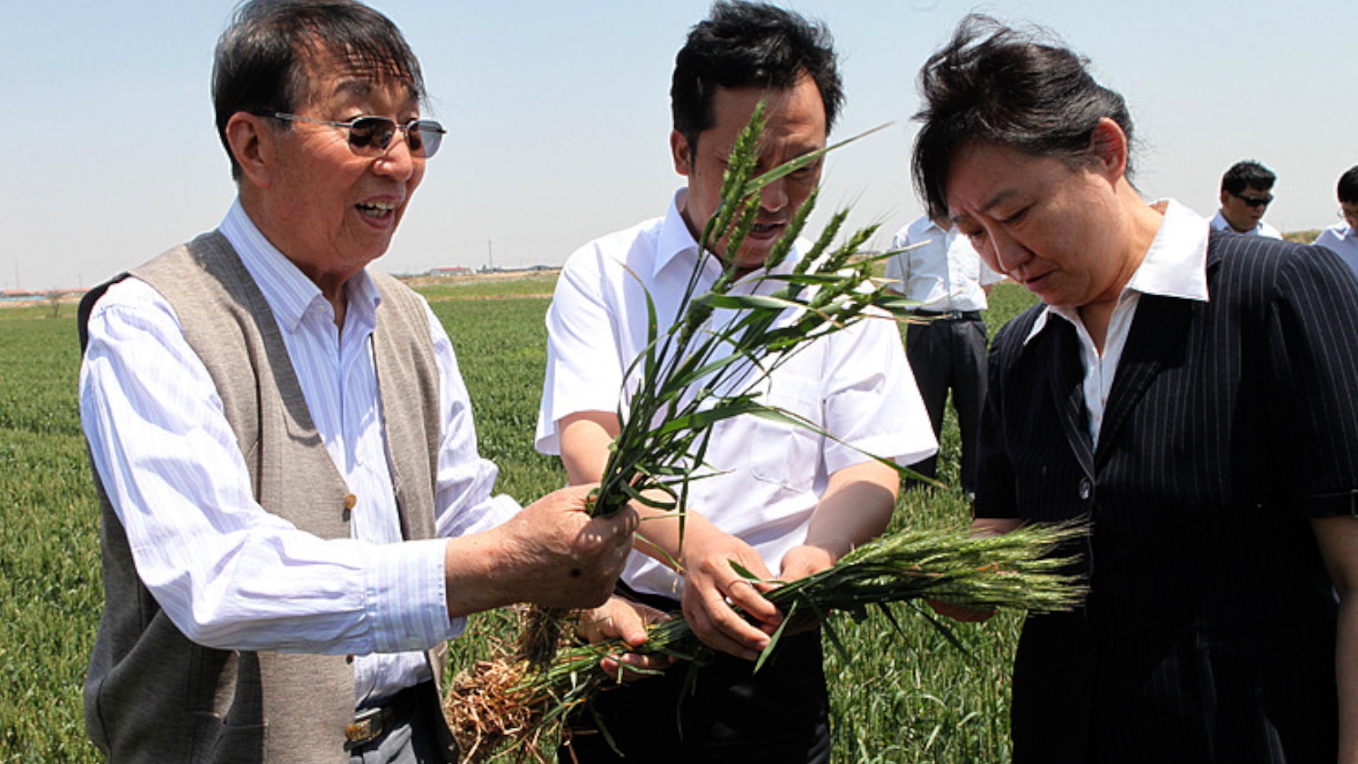 Li Zhensheng: A Prominent Expert in Wheat Breeding and Agricultural Strategy