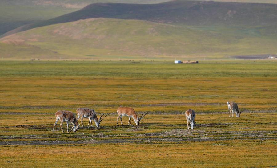 Chinese Scientists to Decode DNA Secrets of Rare Tibetan Antelope's Survival on Plateau