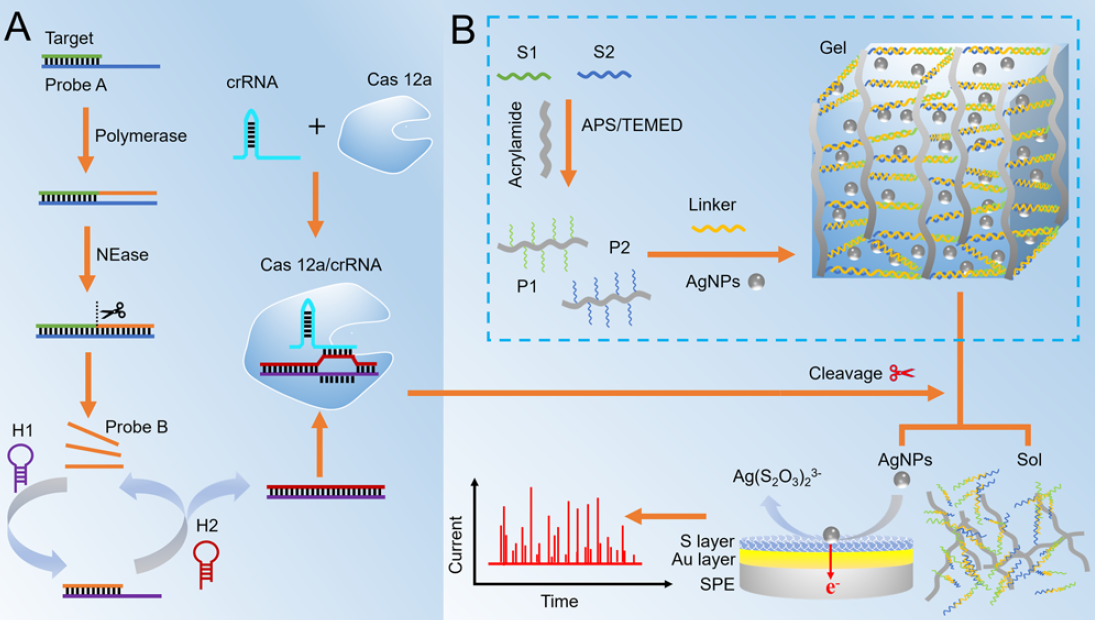 Researchers Propose Nano-impact Electrochemical Sensing Strategy for miRNA Detection