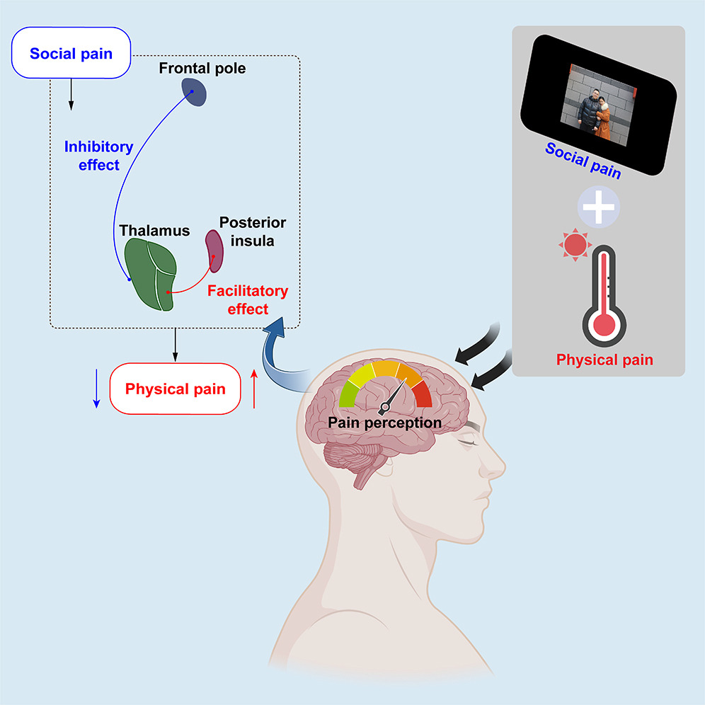 Paradox of Feeling Hurt: Social Pain Facilitates and Inhibits Physical Pain