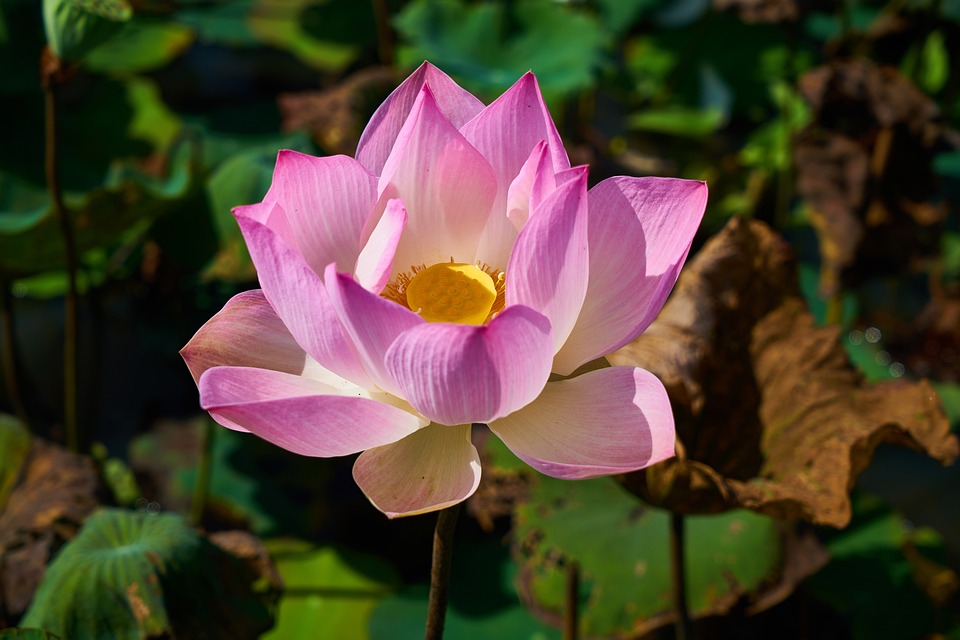 Study Reveals Genes Regulating Lotus Flowering
