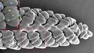 Researchers Present New Approach to Identify Key Regulatory Factors in Wheat Spike Development