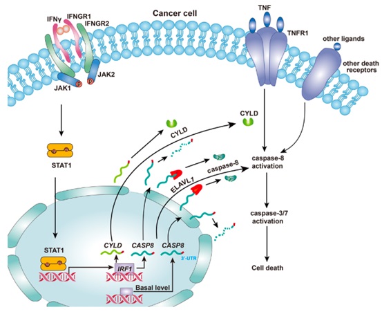 Researchers Reveal Novel Biochemical Mechanism of Cytokine-induced Cell Death